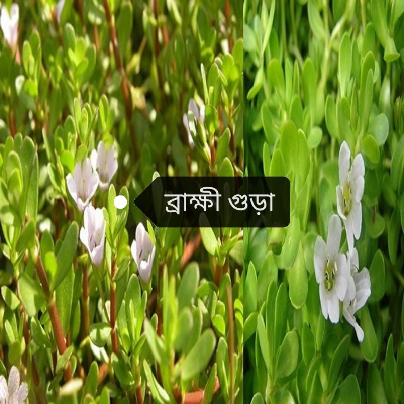 ব্রাক্ষী গুড়া, brakkhi powder, (100 gram)